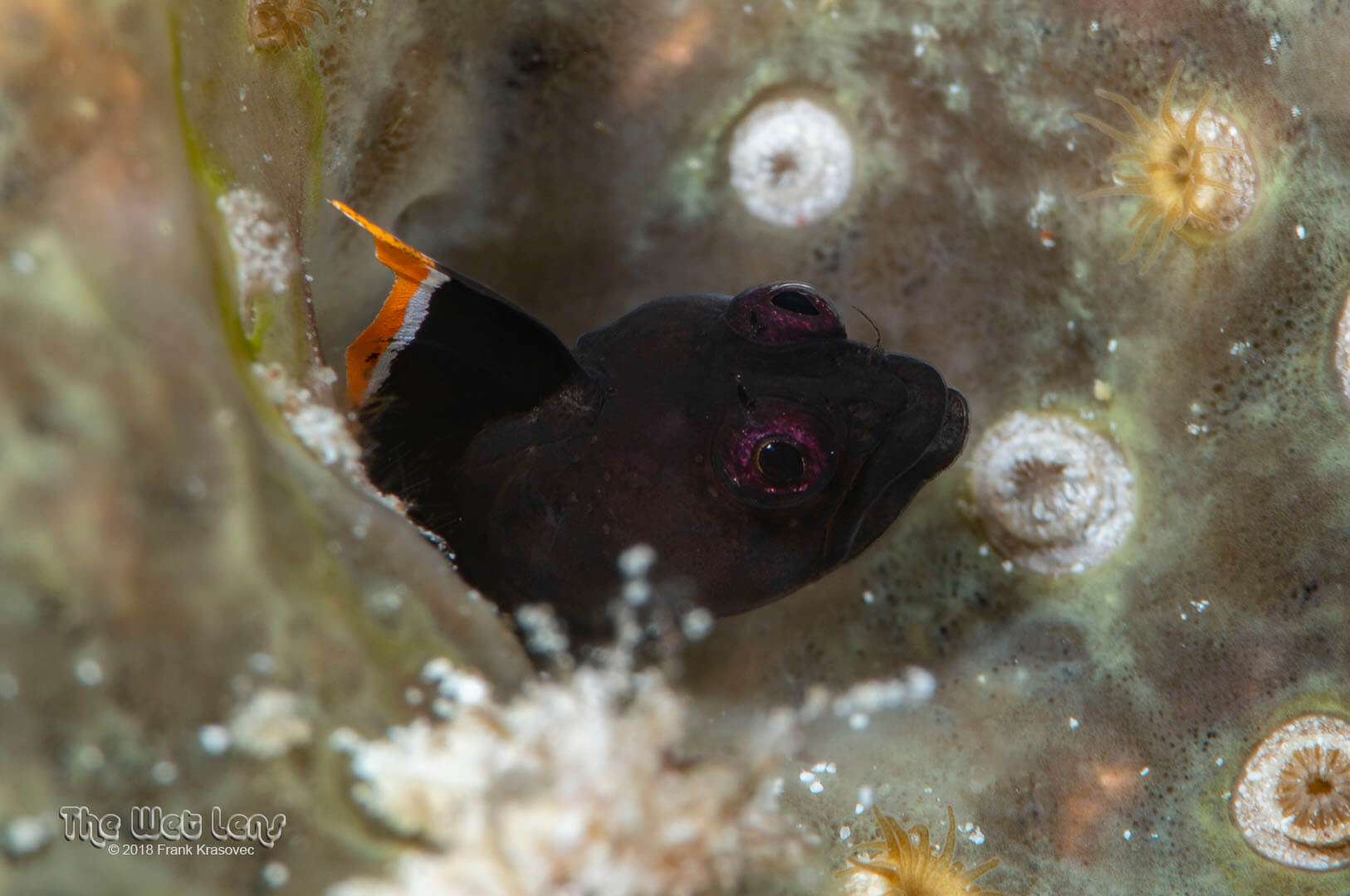 Emblemariopsis occidentalis