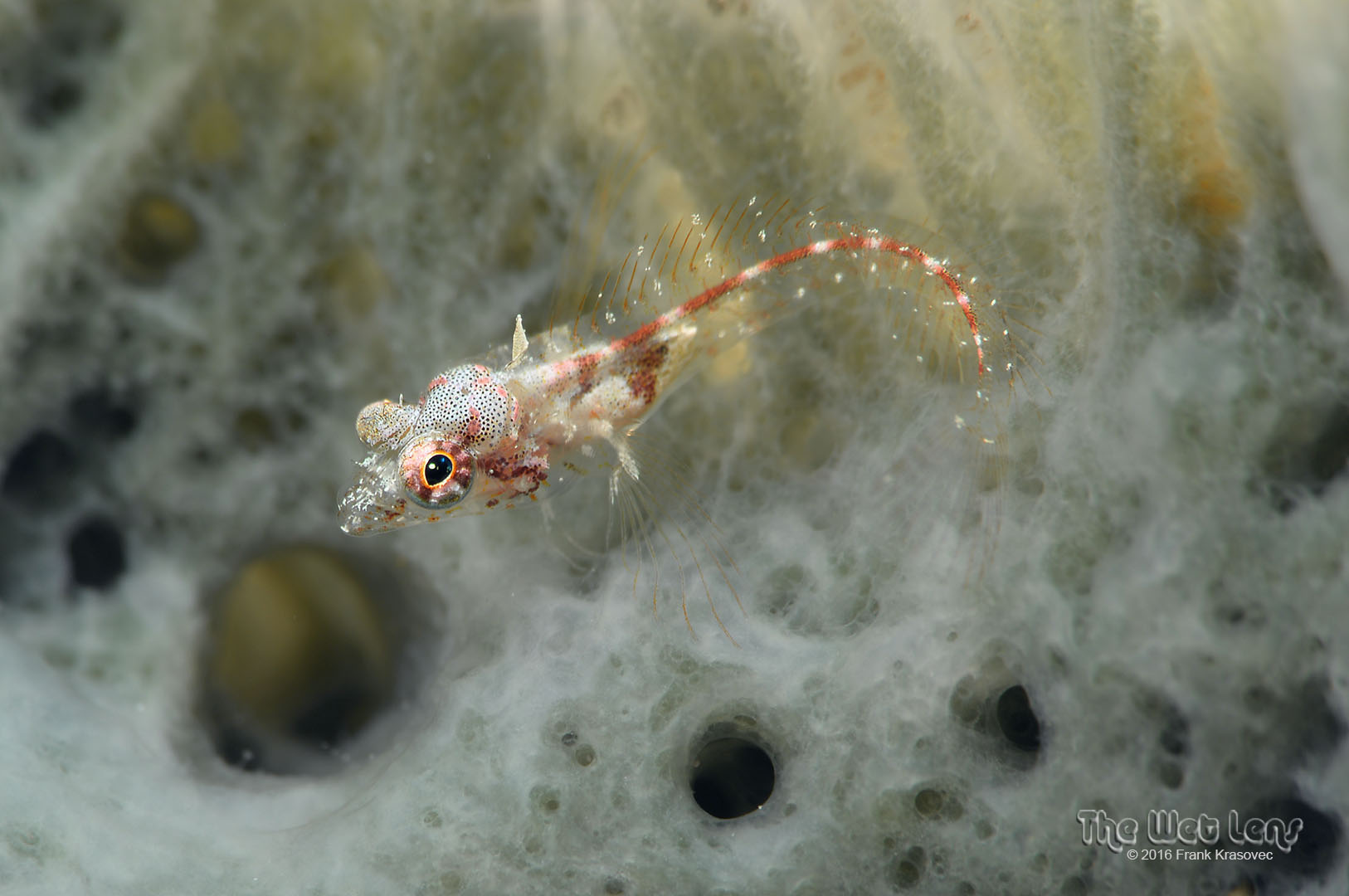 Emblemariopsis occidentalis