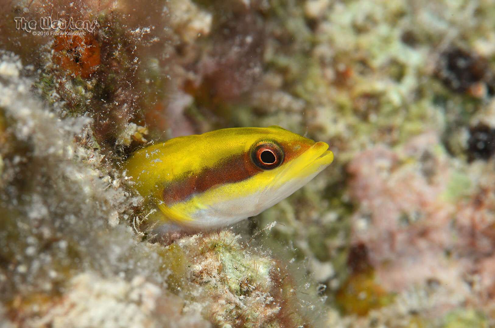 Hemiemblemaria simula