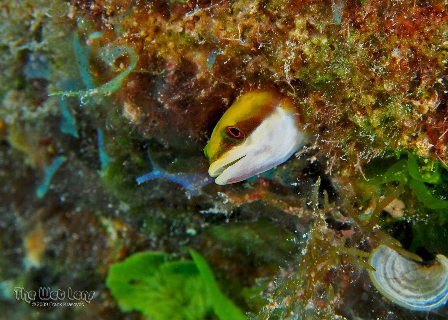 Hemiemblemaria simula