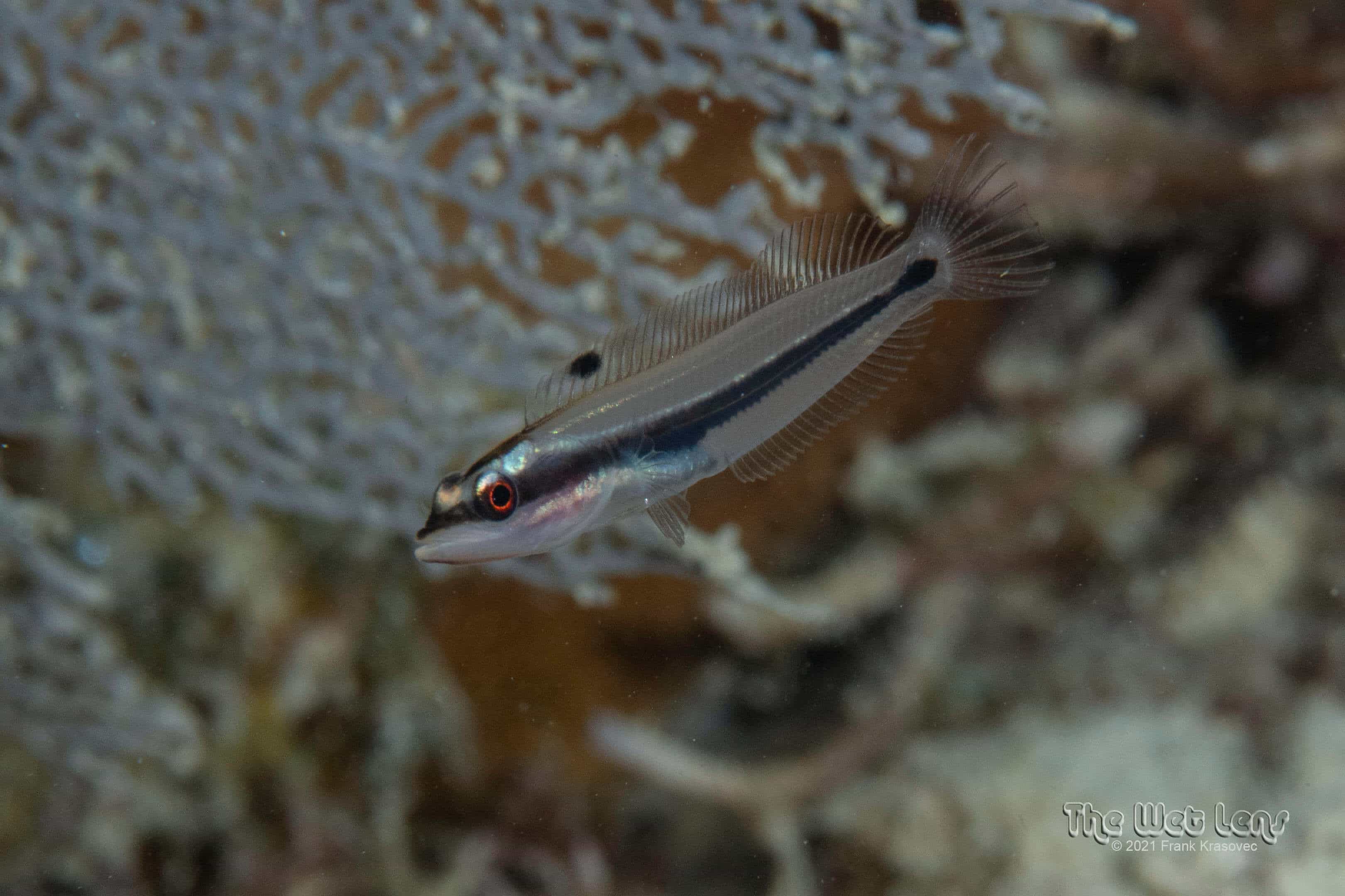 Hemiemblemaria simula