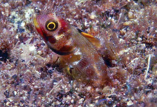 Acanthemblemaria mangognatha