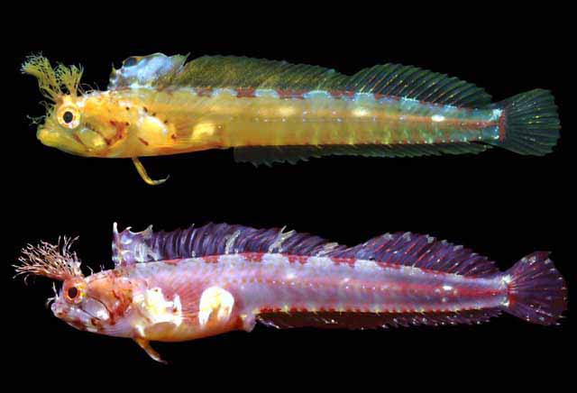 Cirriemblemaria lucasana