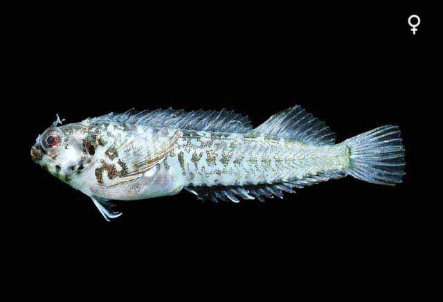 Coralliozetus angelicus