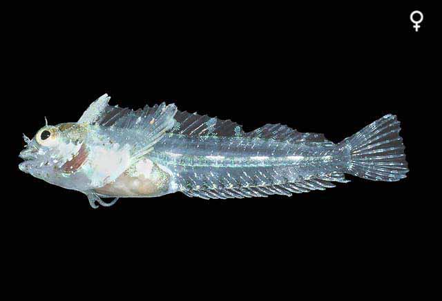 Coralliozetus springeri