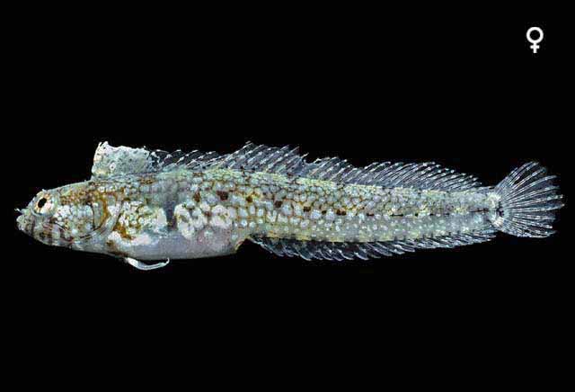 Emblemaria hypacanthus