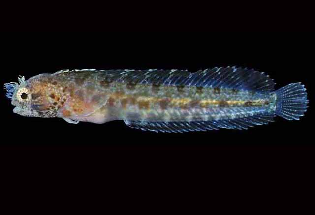 Protemblemaria bicirrus