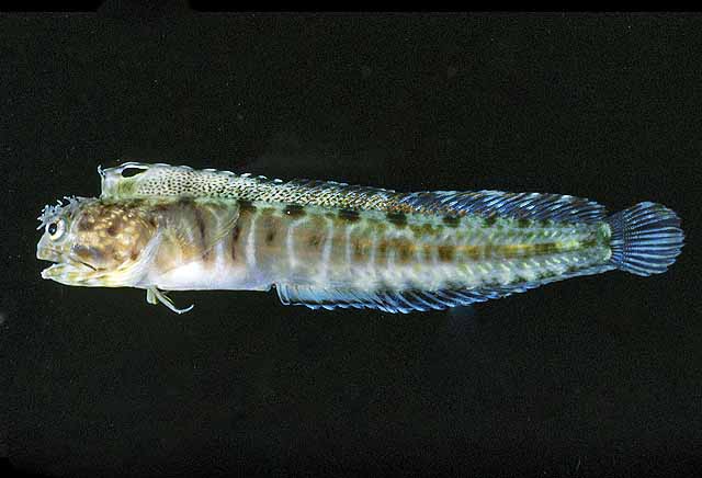 Protemblemaria perla