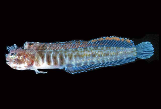 Protemblemaria perla