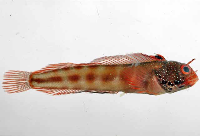 Acanthemblemaria aceroi