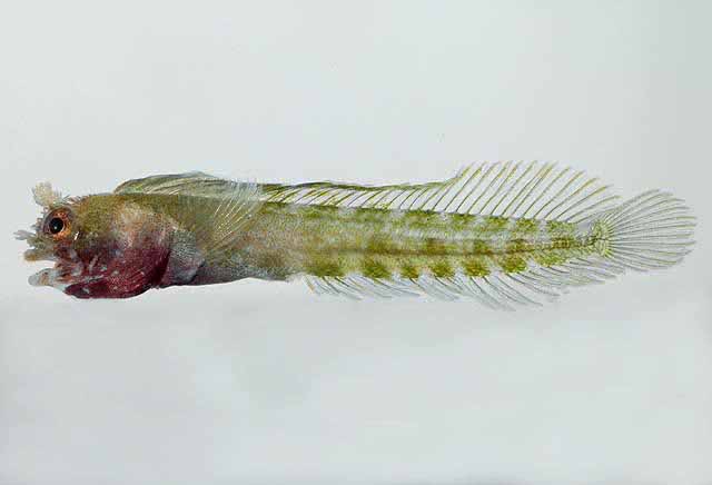 Acanthemblemaria harpeza