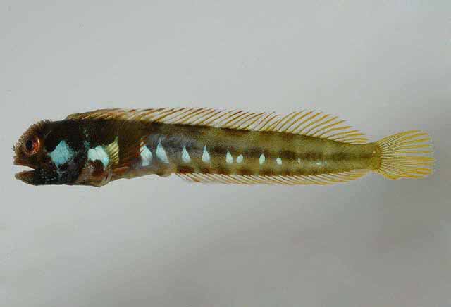 Acanthemblemaria johnsoni