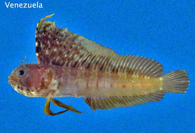Emblemaria australis