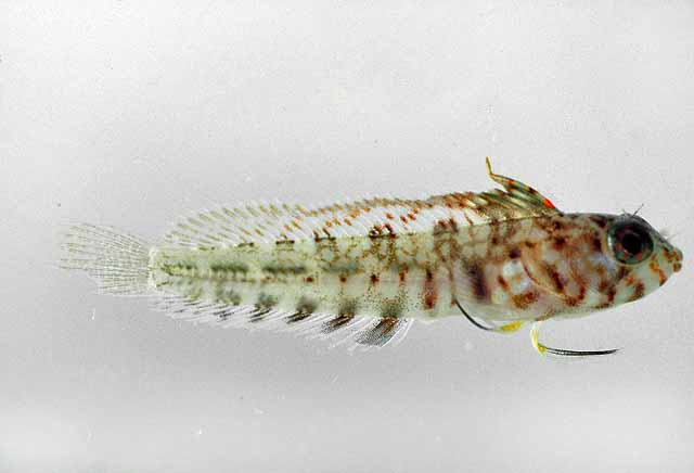 Emblemaria diphyodontis