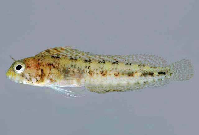 Emblemaria diphyodontis