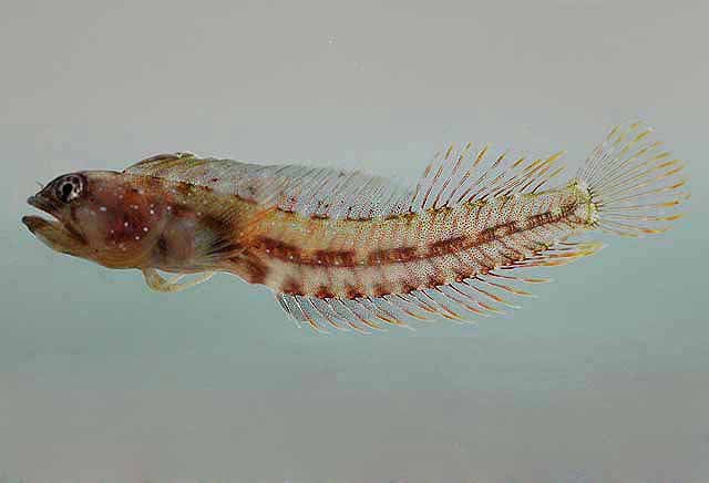 Emblemariopsis diaphana