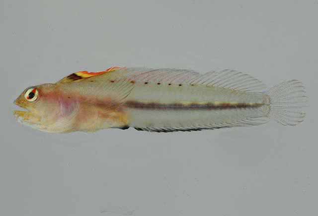 Emblemariopsis randalli