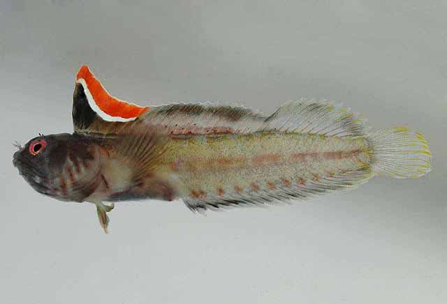 Emblemariopsis randalli