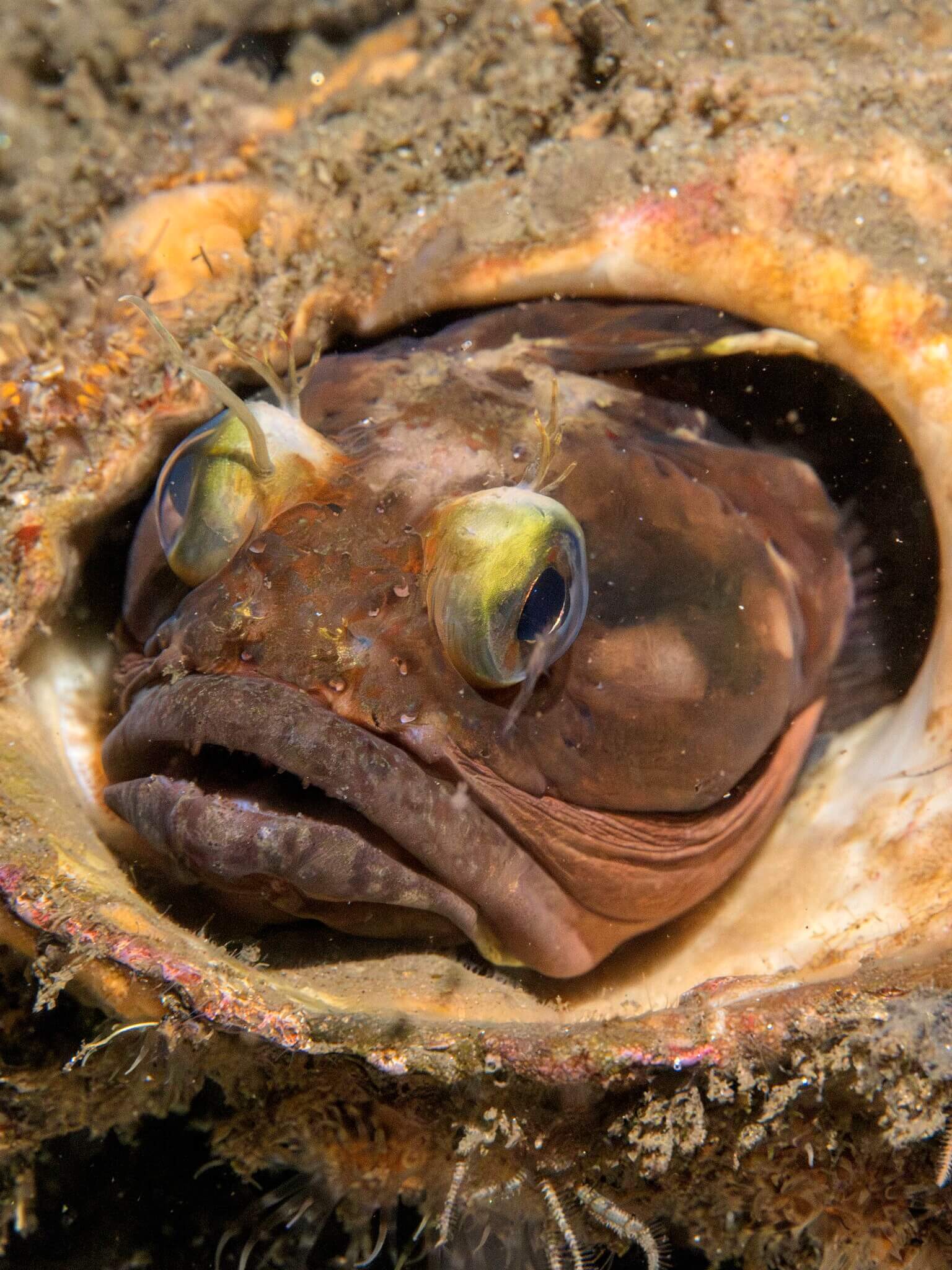 Neoclinus blanchardi