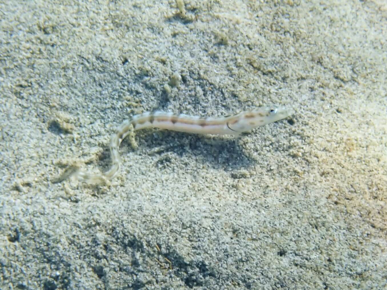 Chaenopsis deltarrhis