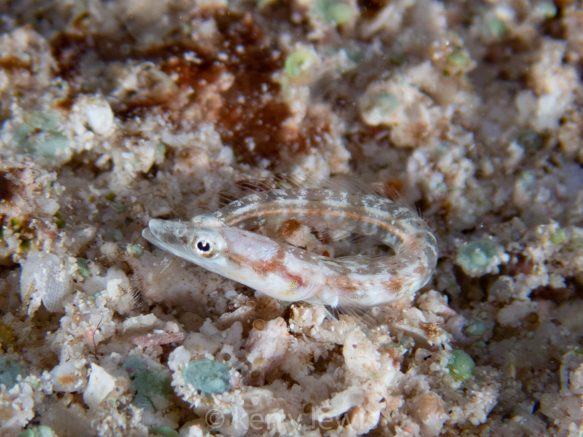 Chaenopsis limbaughi