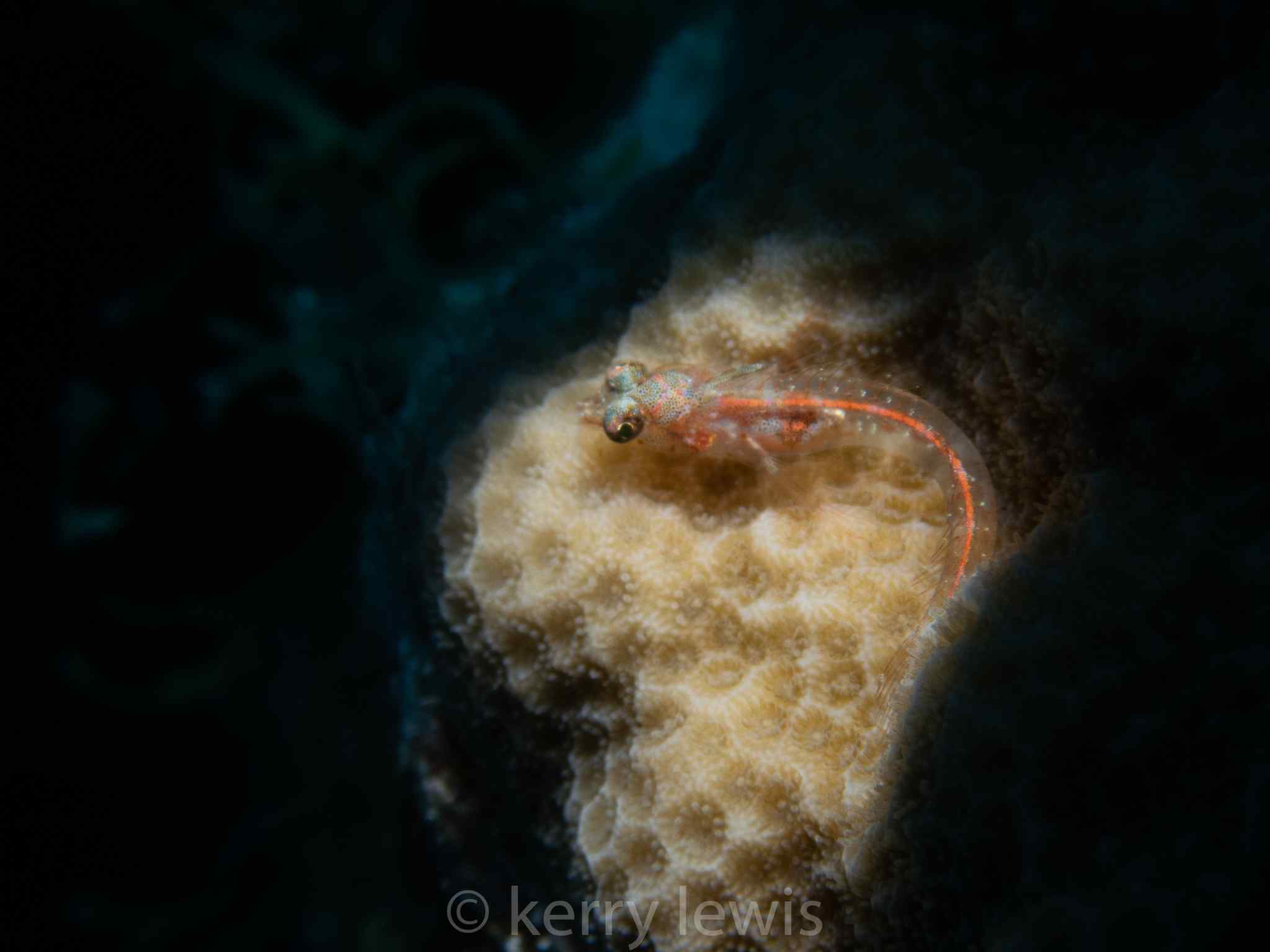 Emblemariopsis leptocirris