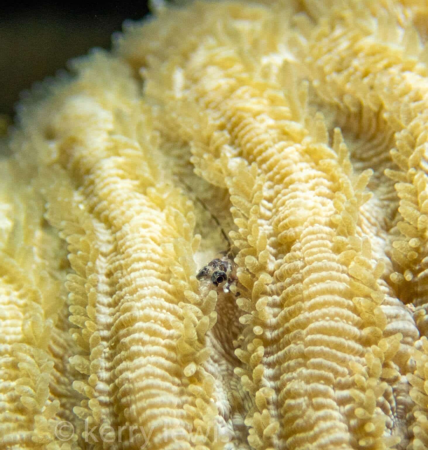 Emblemariopsis ruetzleri