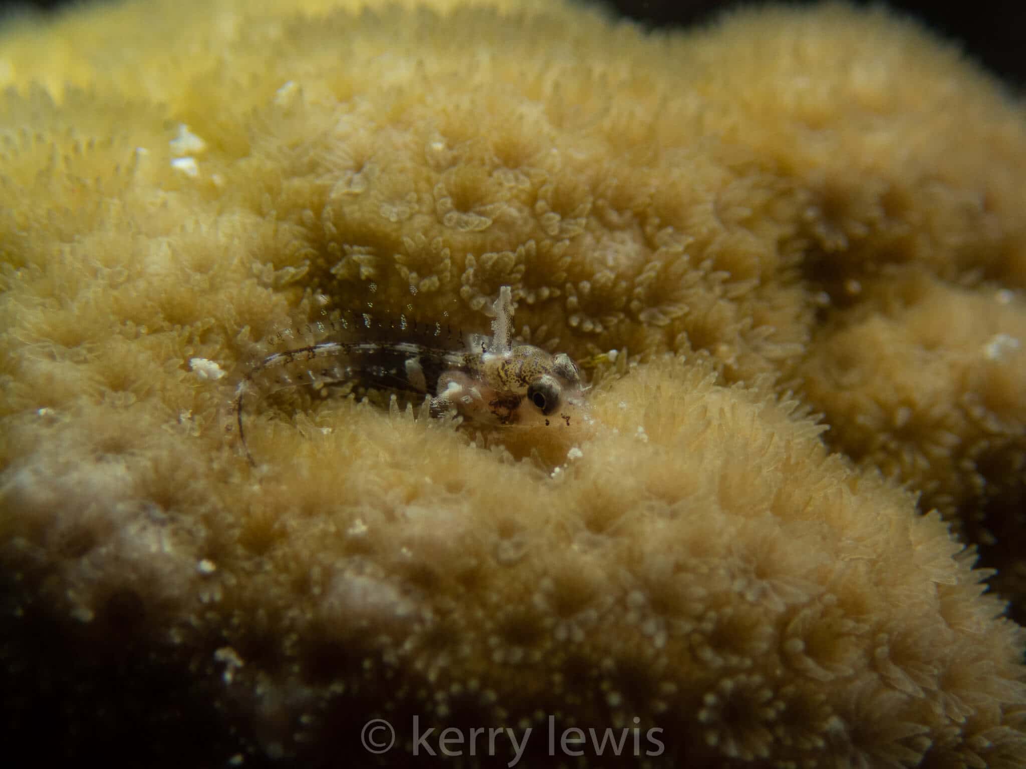 Emblemariopsis ruetzleri