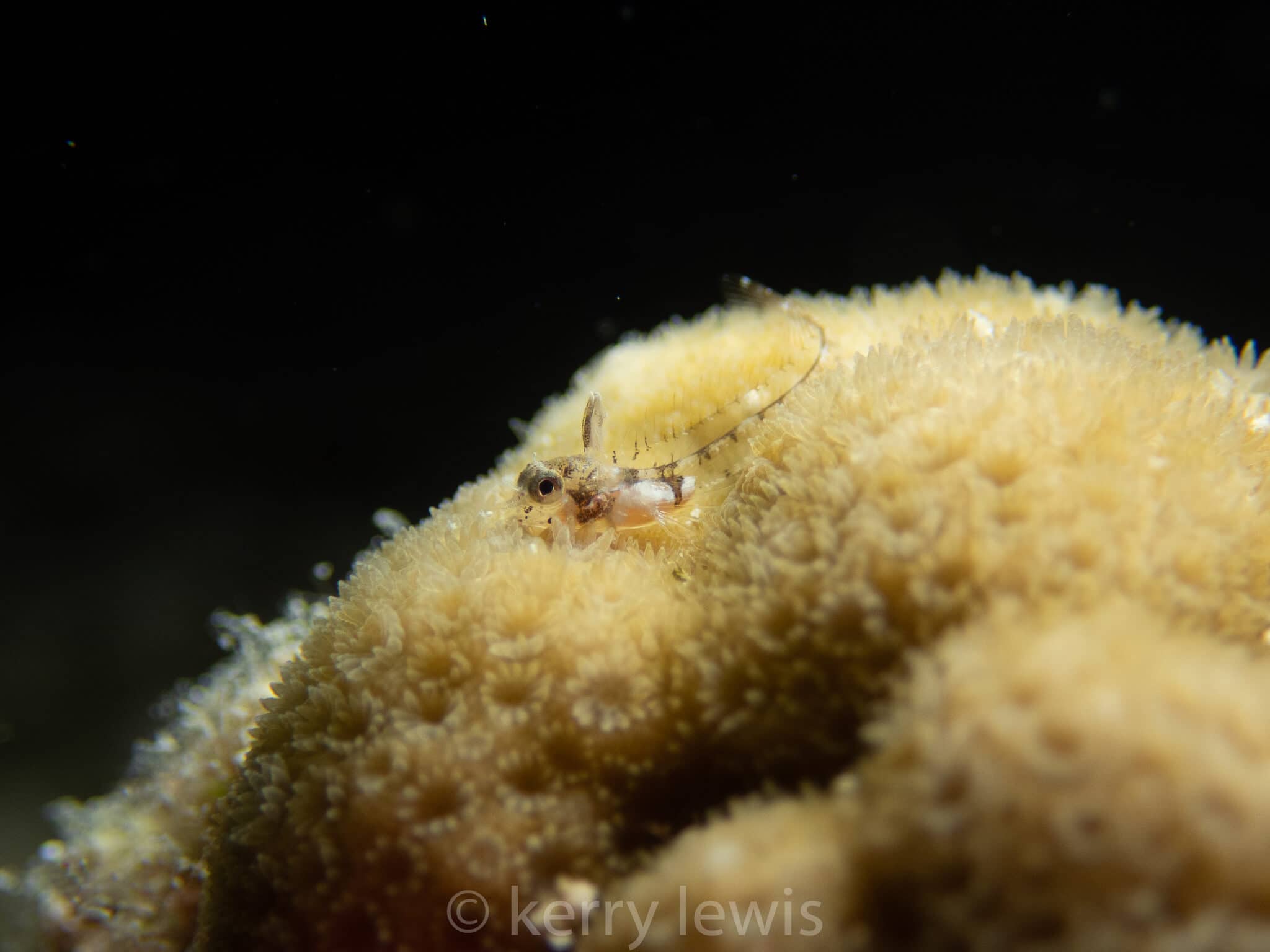 Emblemariopsis ruetzleri