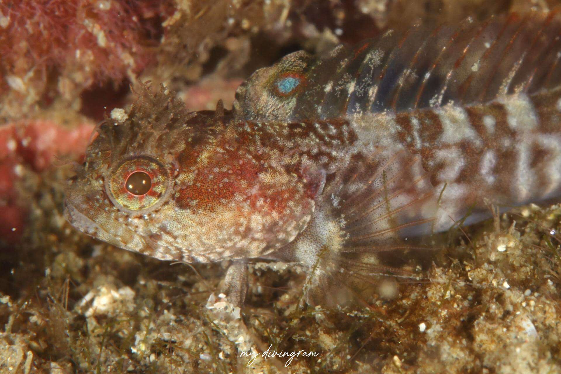 Neoclinus lacunicola