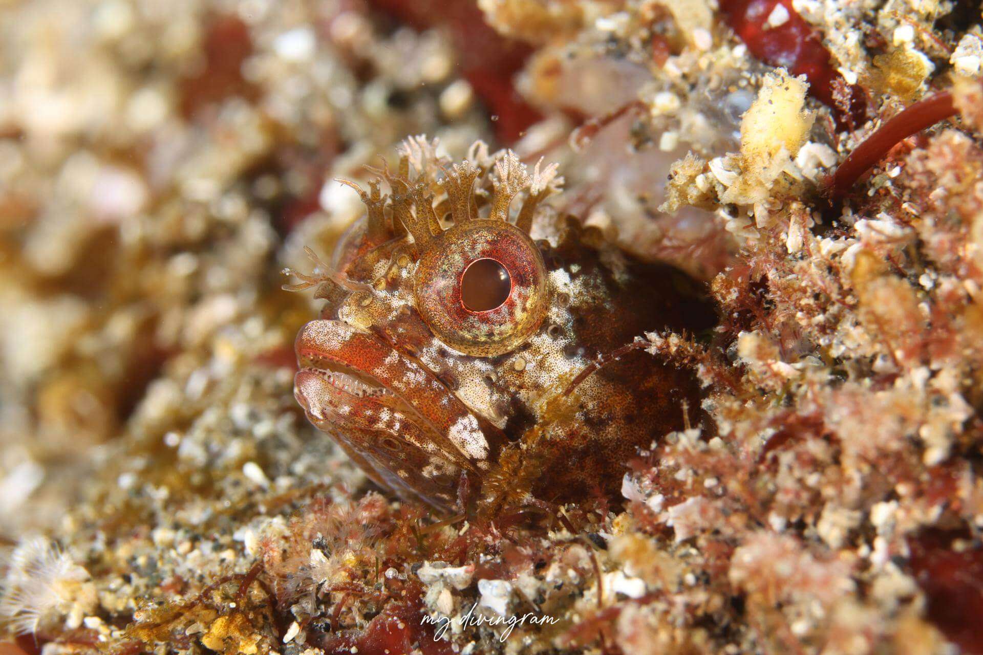 Neoclinus lacunicola