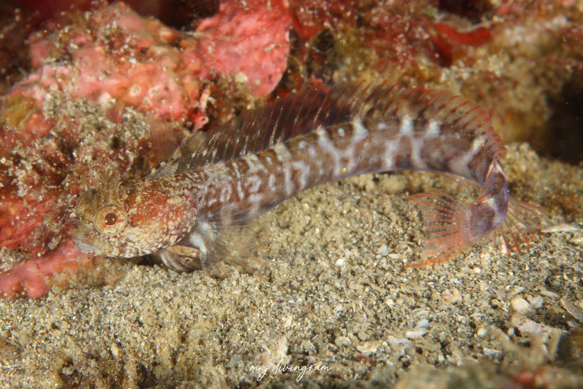 Neoclinus lacunicola