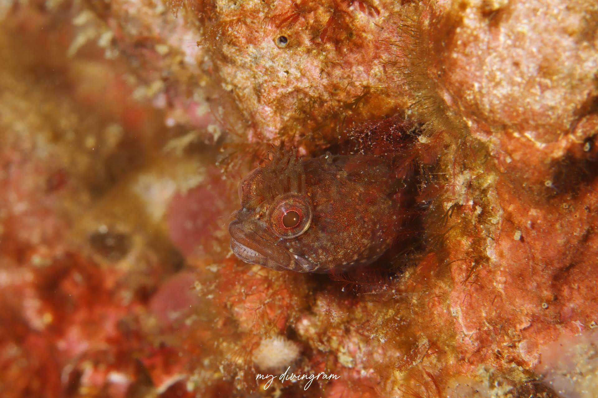 Neoclinus lacunicola