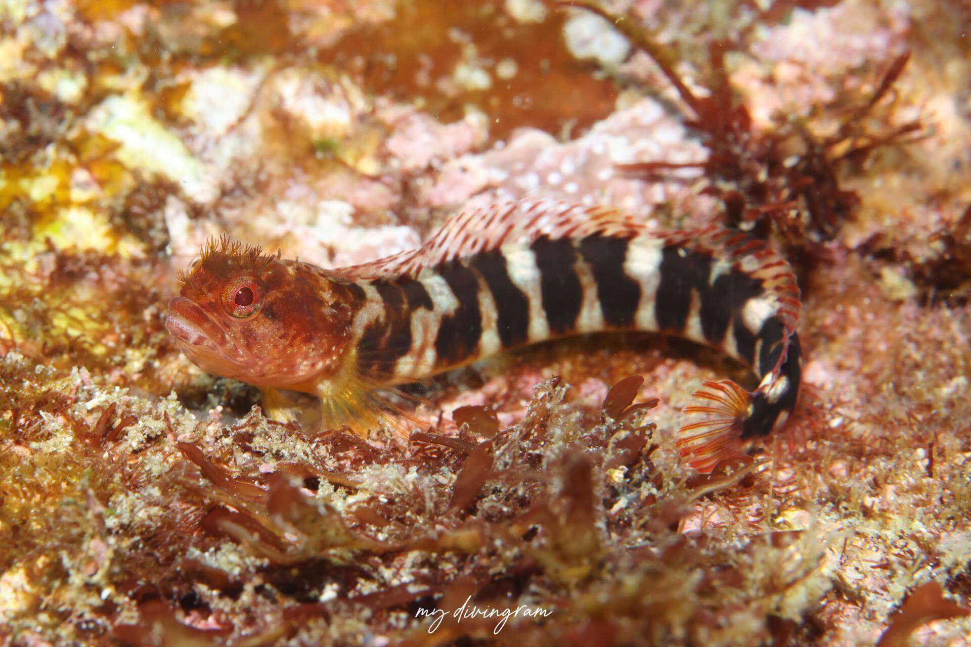 Neoclinus toshimaensis