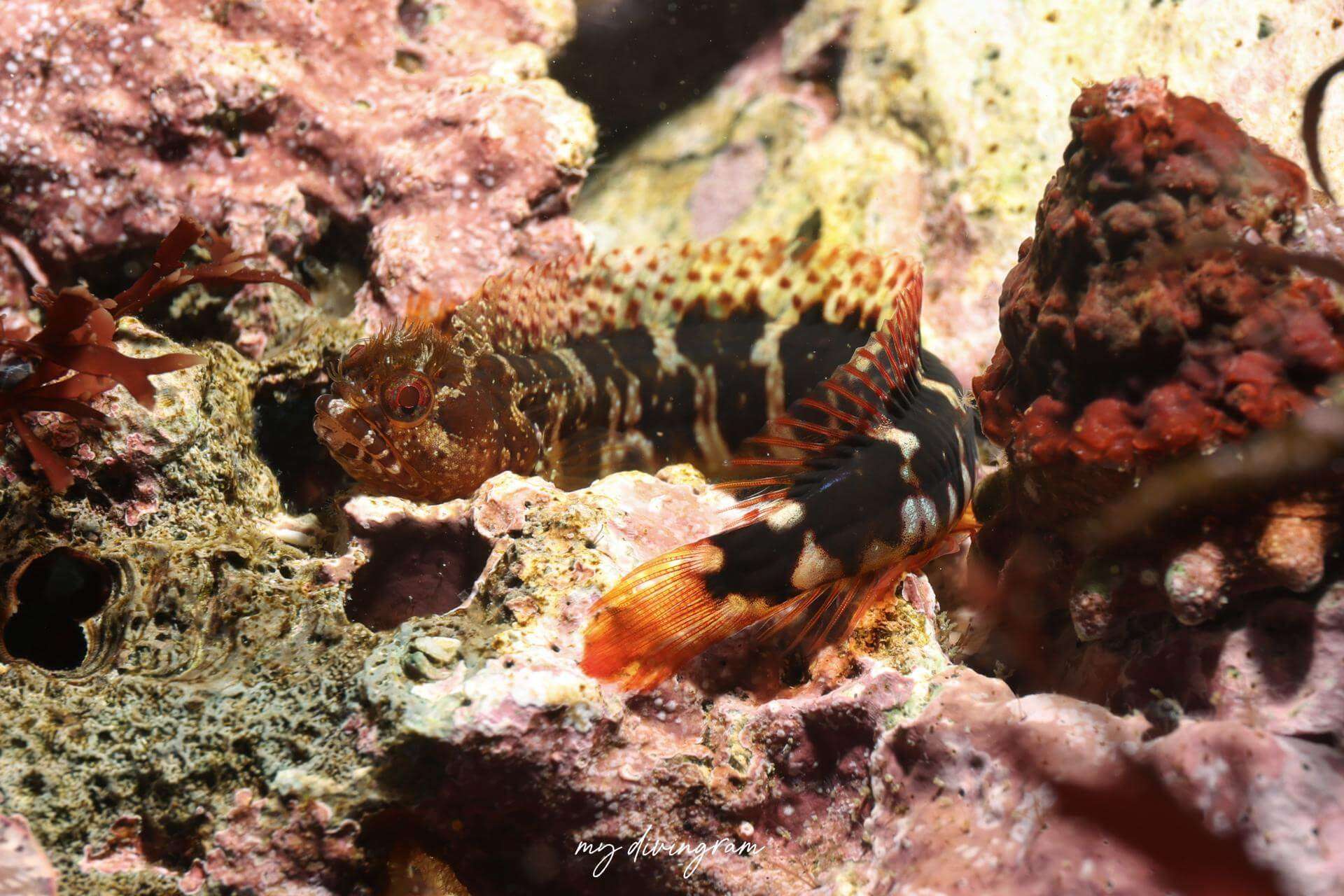 Neoclinus toshimaensis