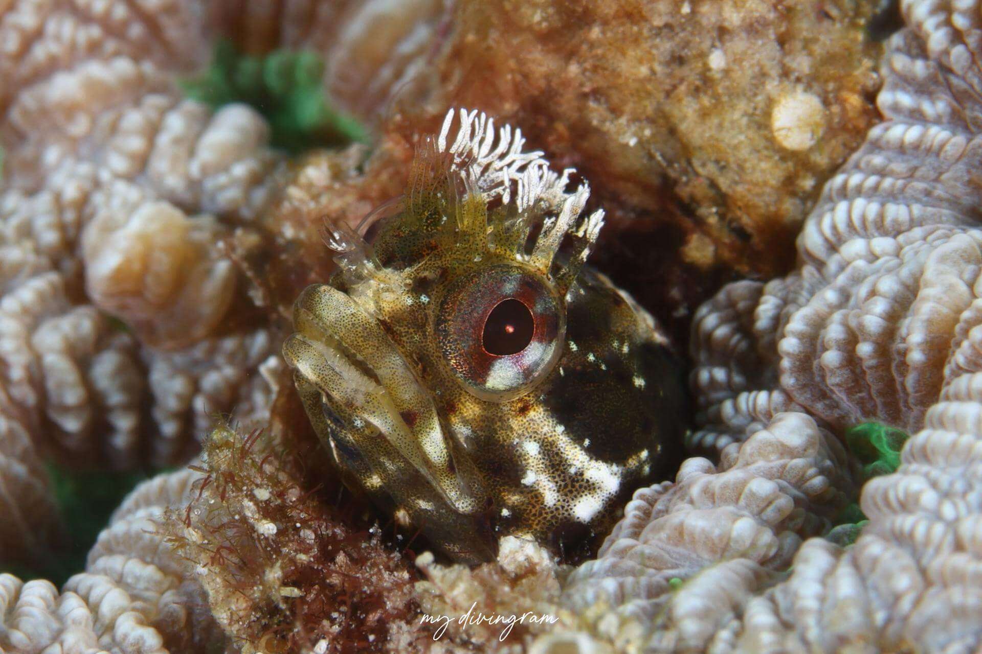 Neoclinus toshimaensis