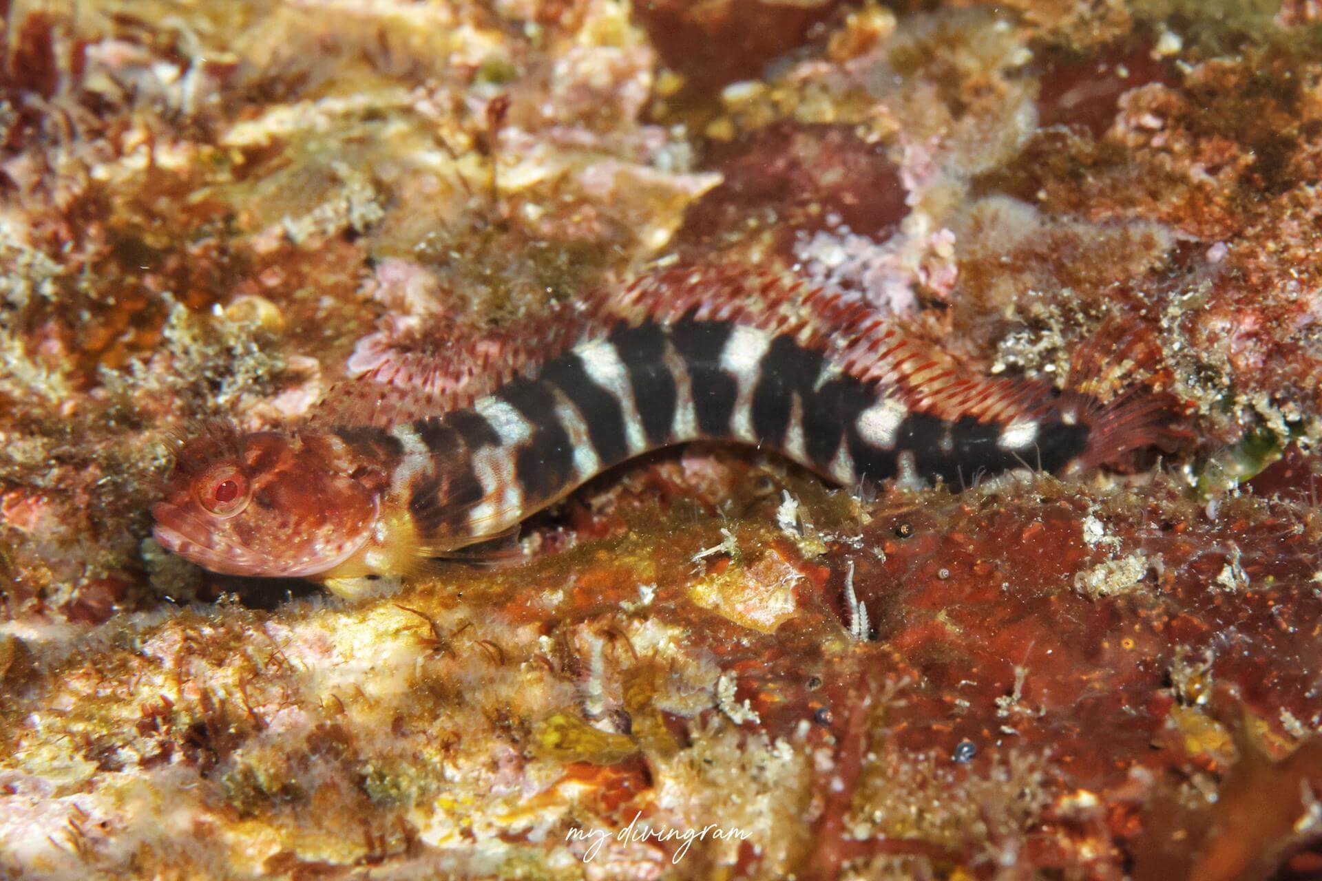 Neoclinus toshimaensis