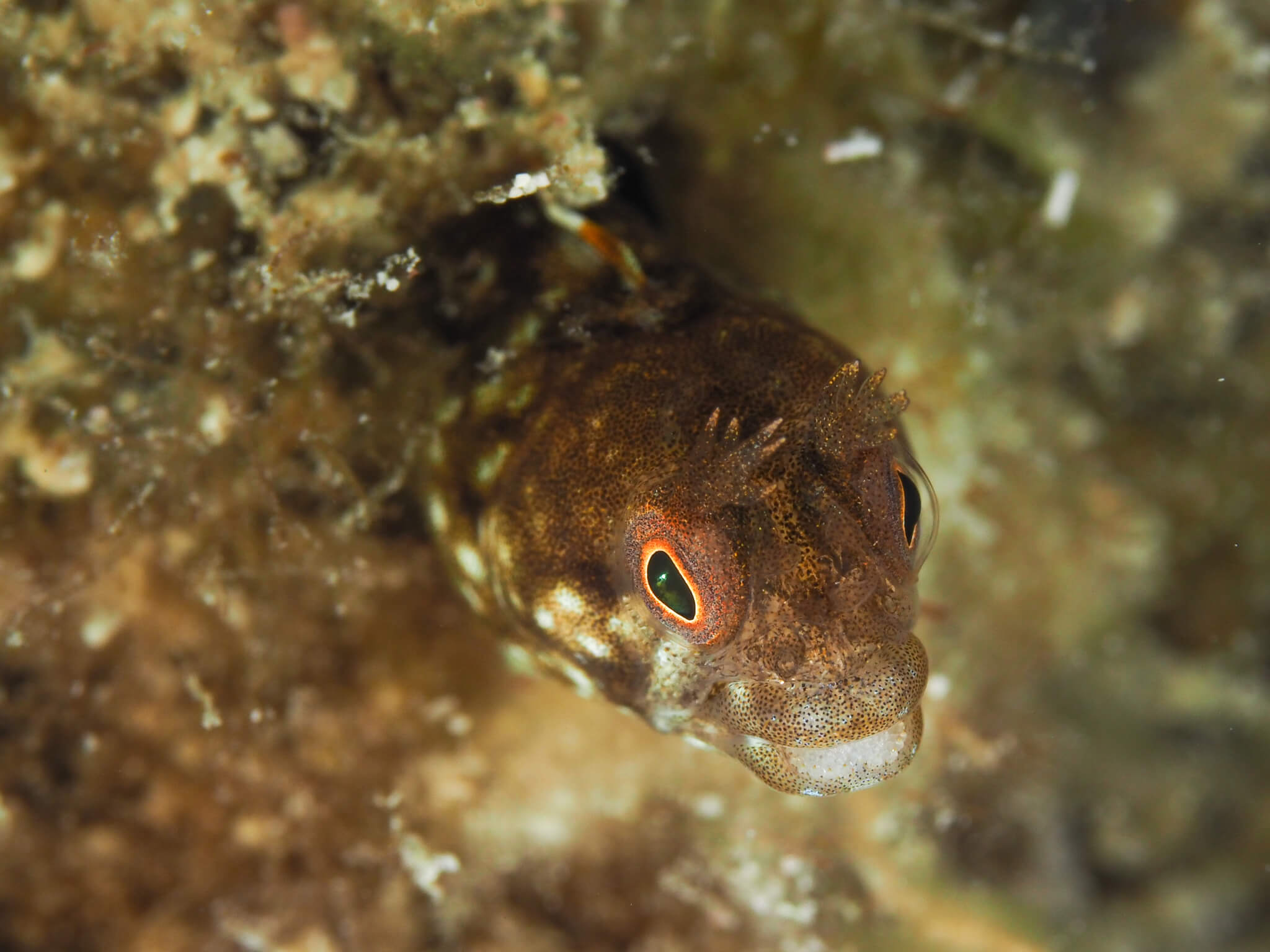 Acanthemblemaria greenfieldi