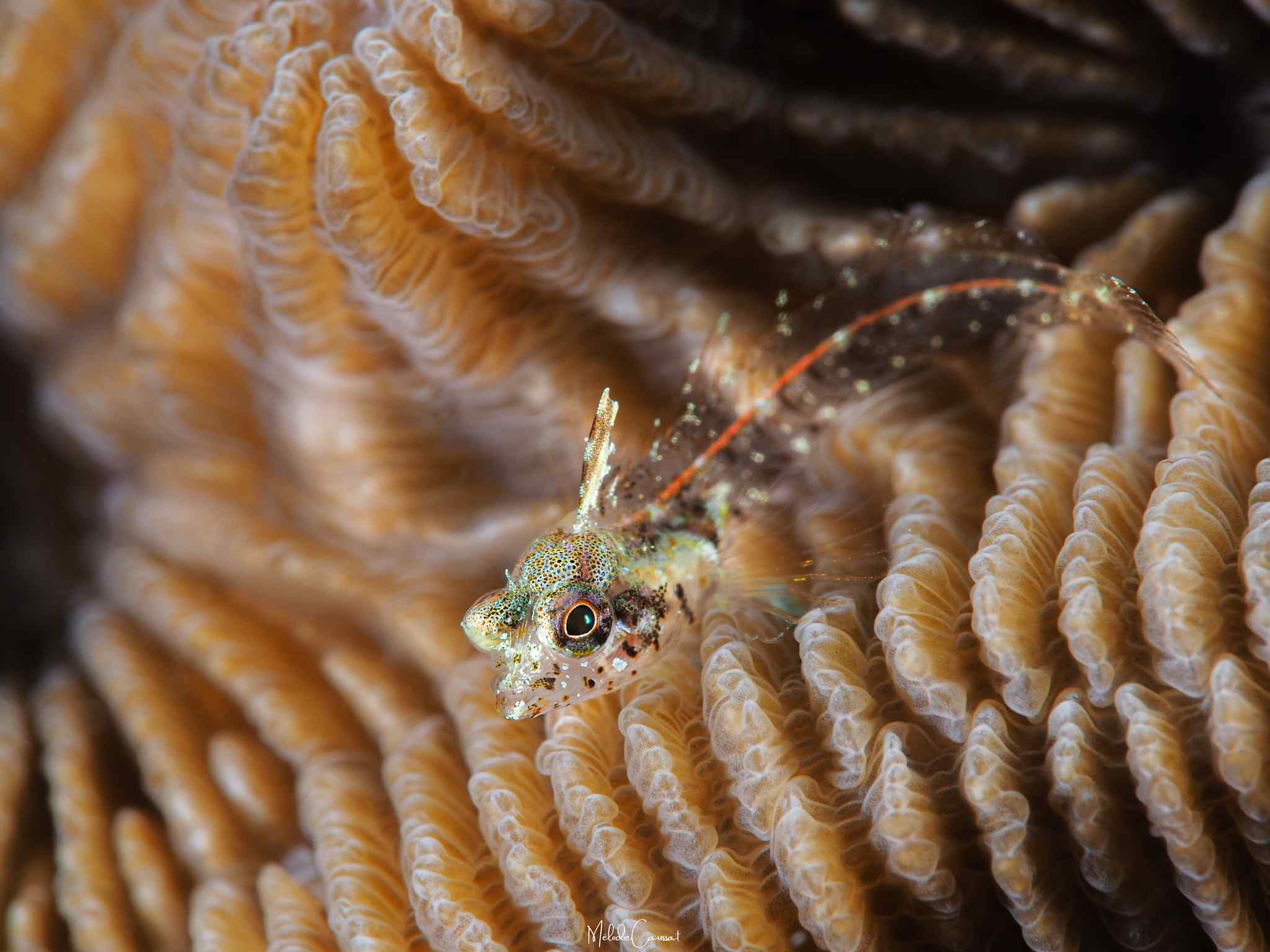 Emblemariopsis leptocirris