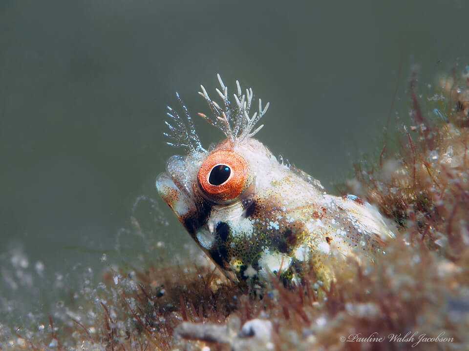 Acanthemblemaria aspera