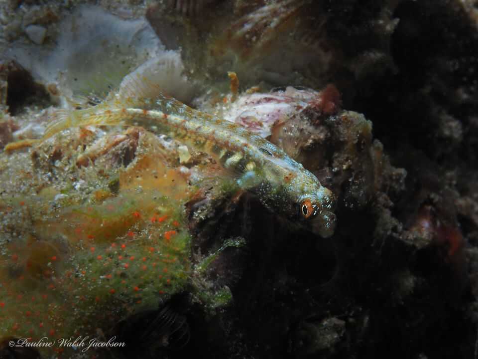 Acanthemblemaria aspera