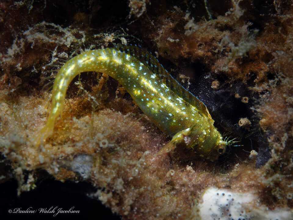 Acanthemblemaria aspera