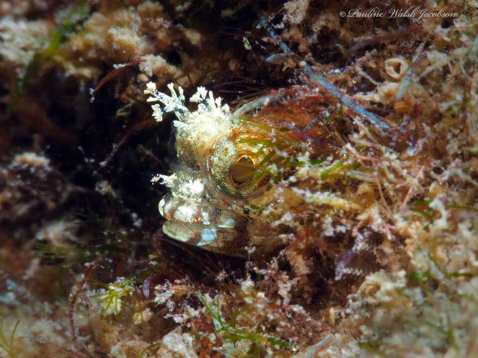 Acanthemblemaria chaplini