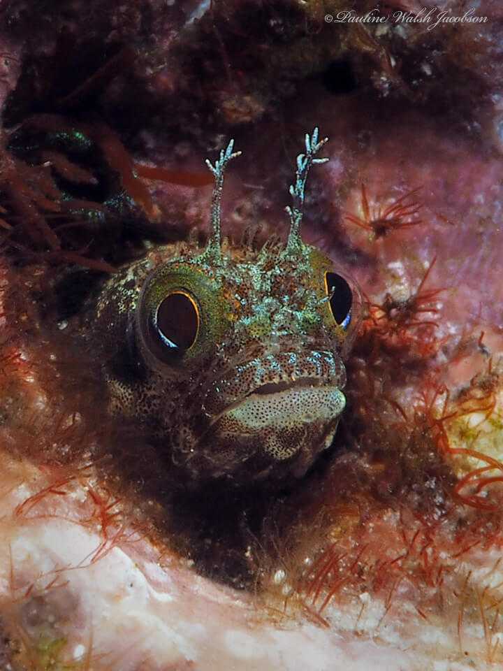 Acanthemblemaria maria