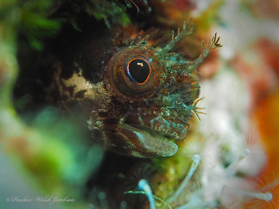 Acanthemblemaria maria