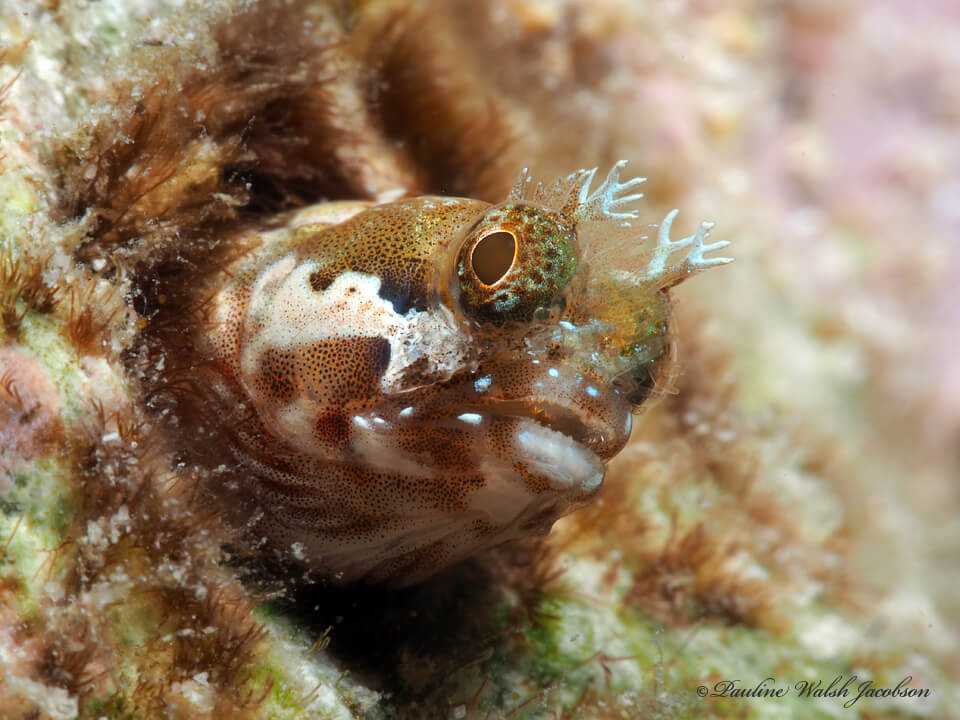 Acanthemblemaria medusa