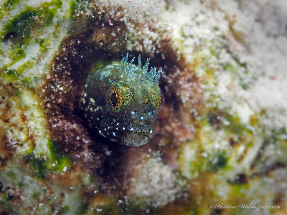 Acanthemblemaria medusa