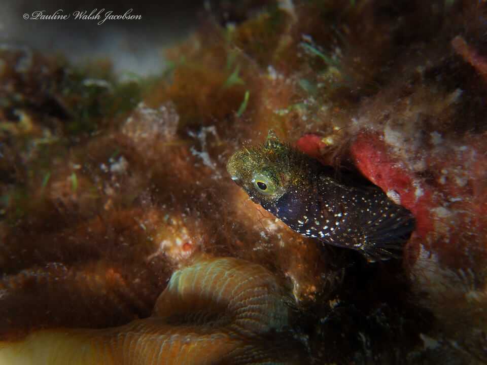 Acanthemblemaria spinosa