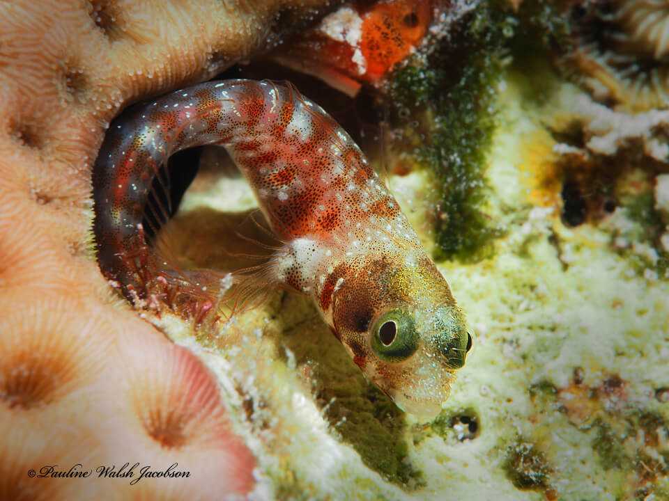 Acanthemblemaria spinosa