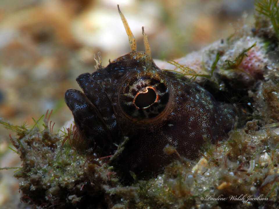 Emblemaria pandionis